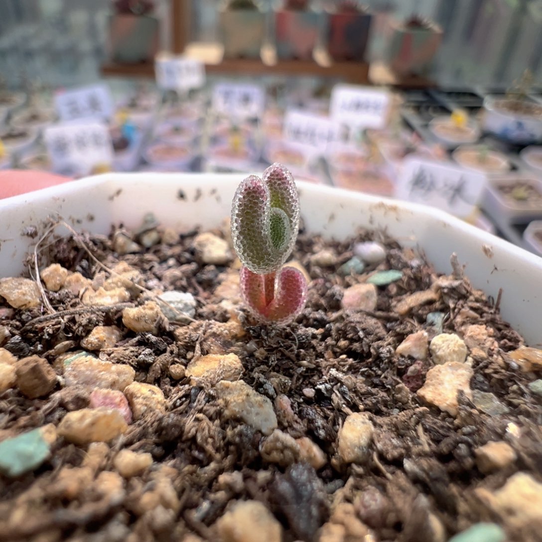 尺寸很小，908实生优选红叶，拍下不退不换