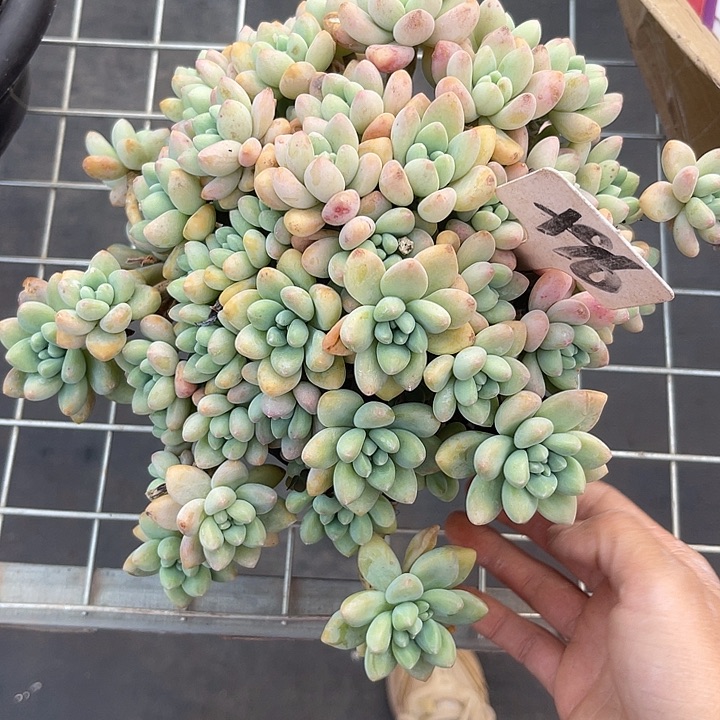 两单包邮，一物一拍涡96蛋糕