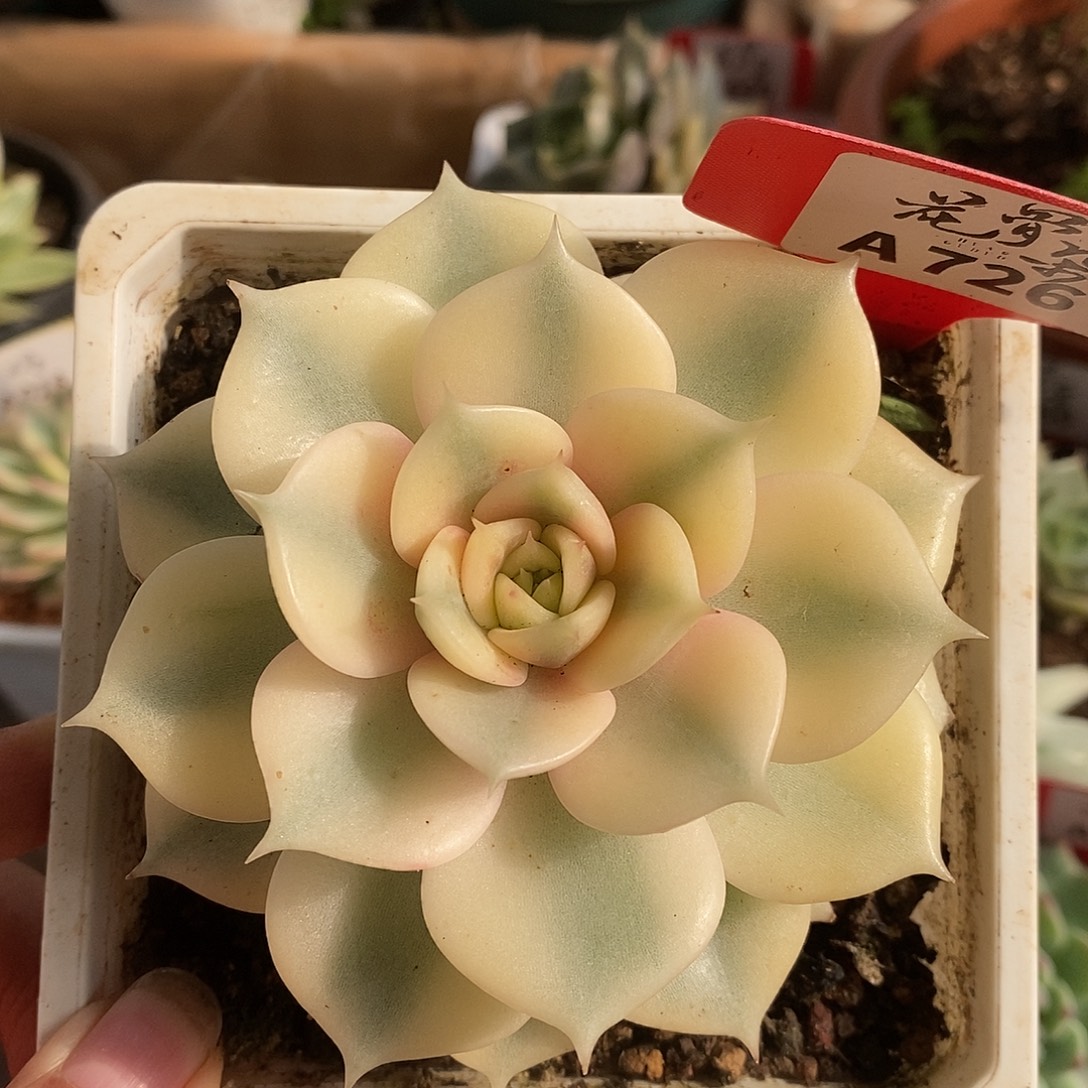 726哈哈哈哈哈哈哈哈哈