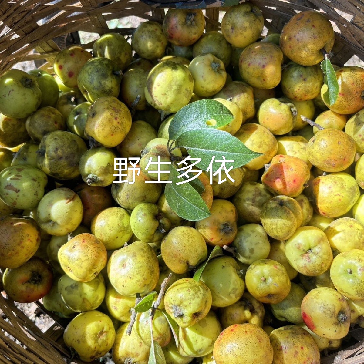 云南多依果酸哆依流口水酸脆爽野生嫁接澜沧沾辣子送辣椒开胃楂子