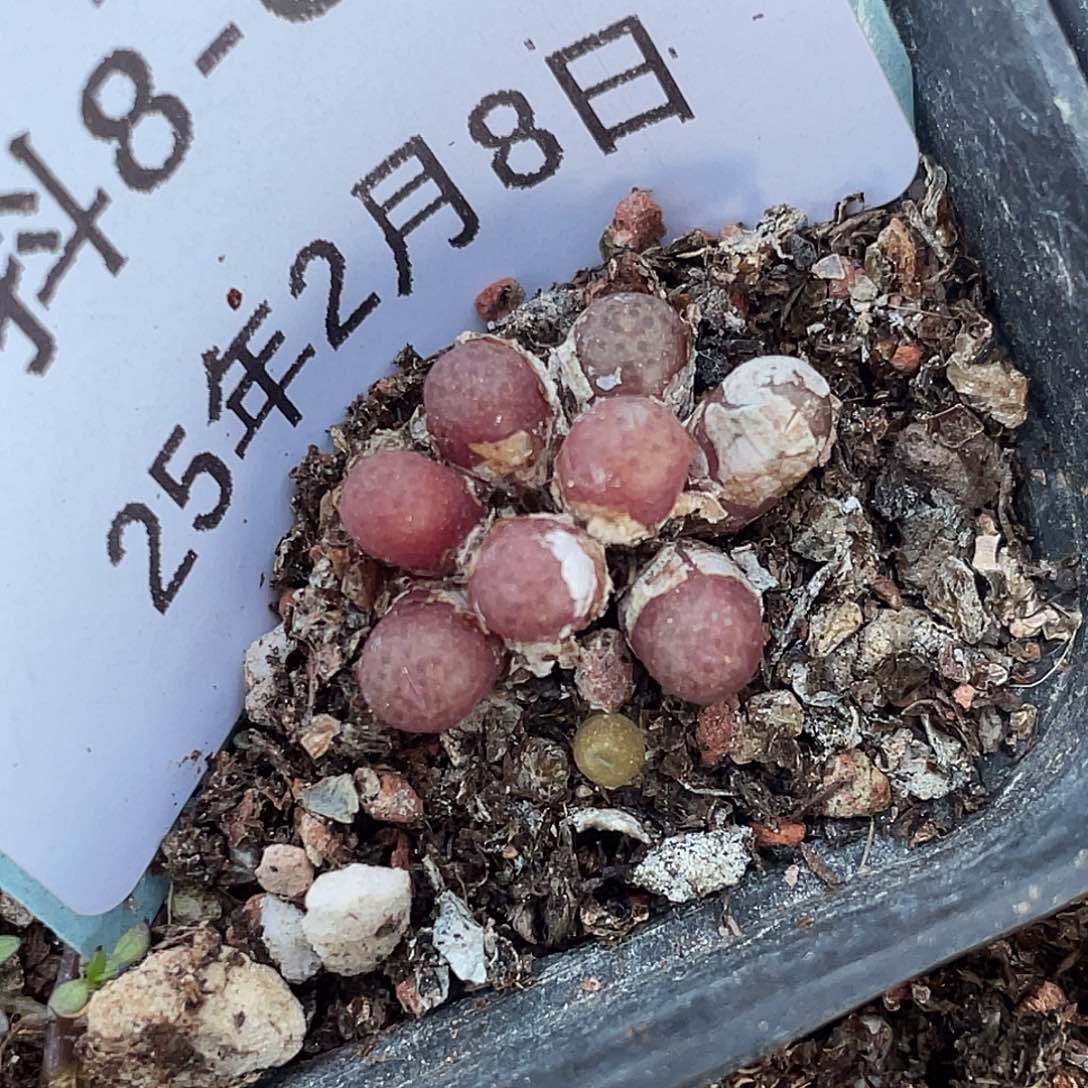 8-68猪皮多肉植物
