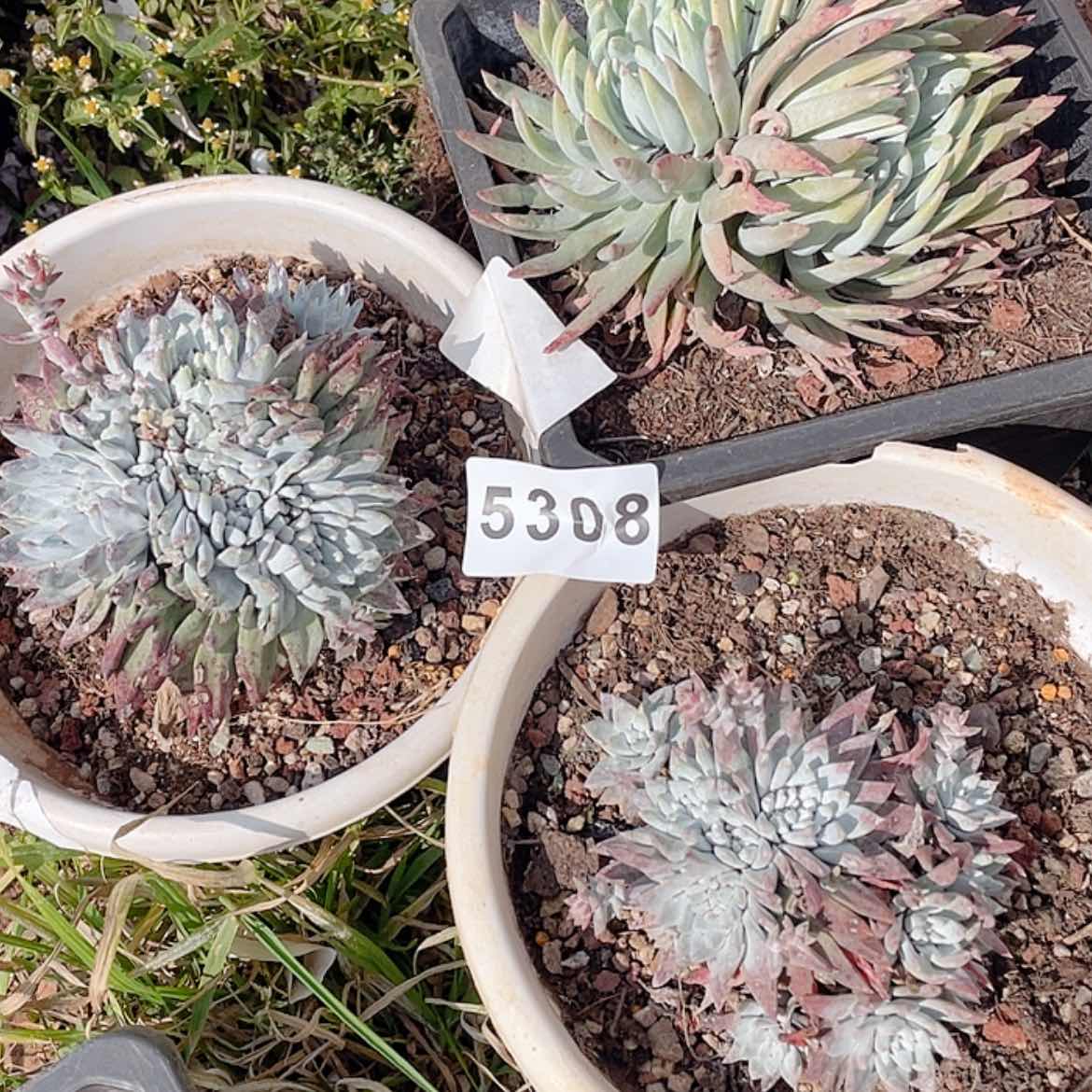 【闪购商品】三颗一组