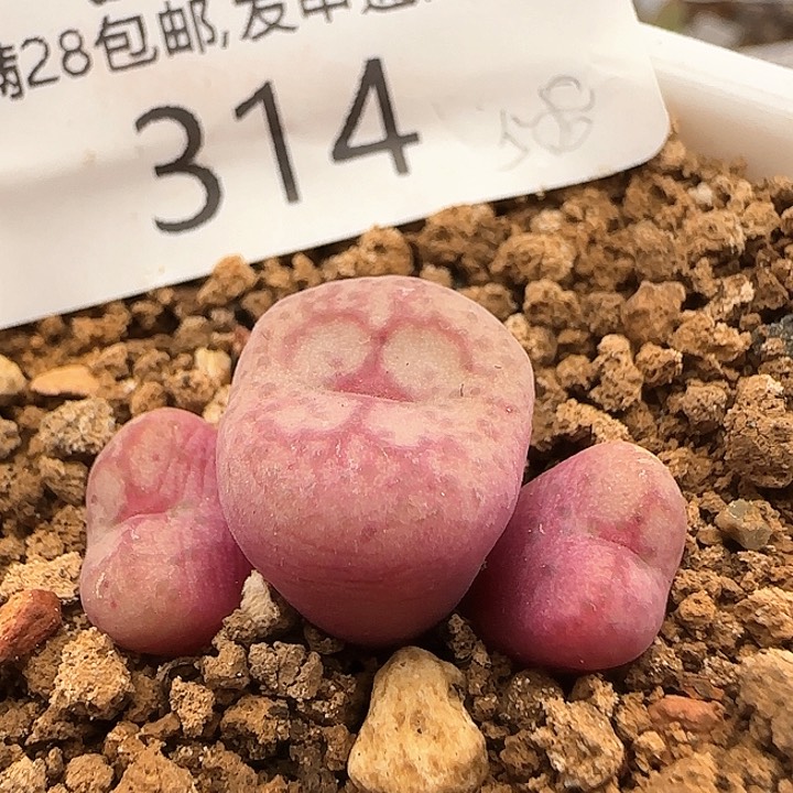 w314。    伍斯特猴。  