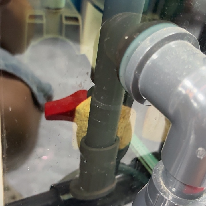 天***天霓虹灯鱼巴西宝莲灯六条