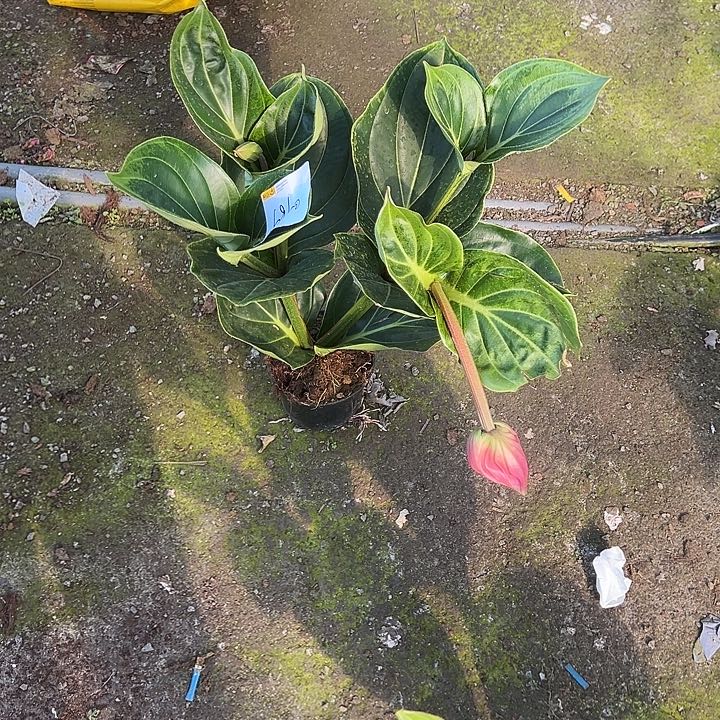 春***开无花朵荷兰进口宝莲灯