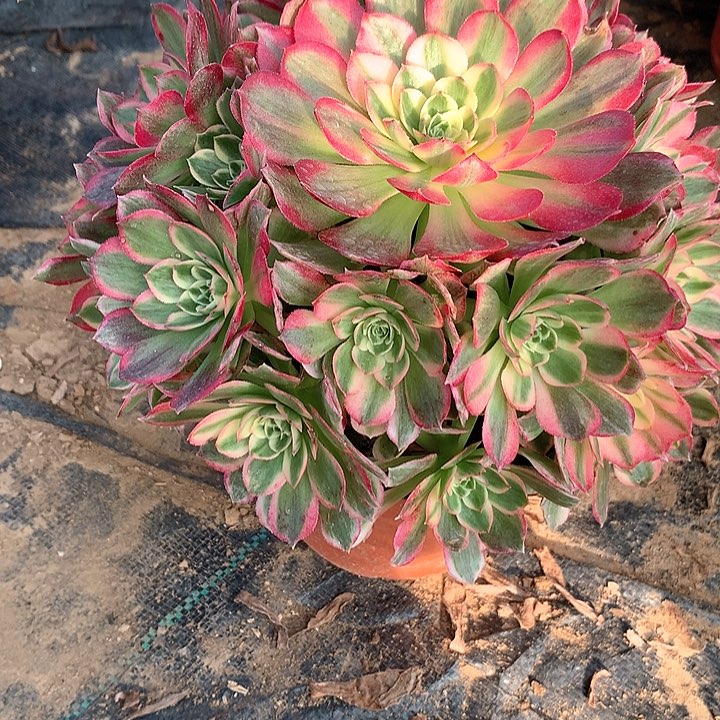 多肉植物海王17号