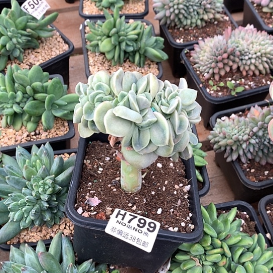 可爱玫瑰缀化799 亏本处理退款拉黑7-8天发货