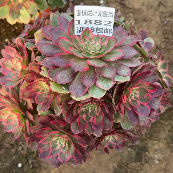 1882二号棚莲花座A