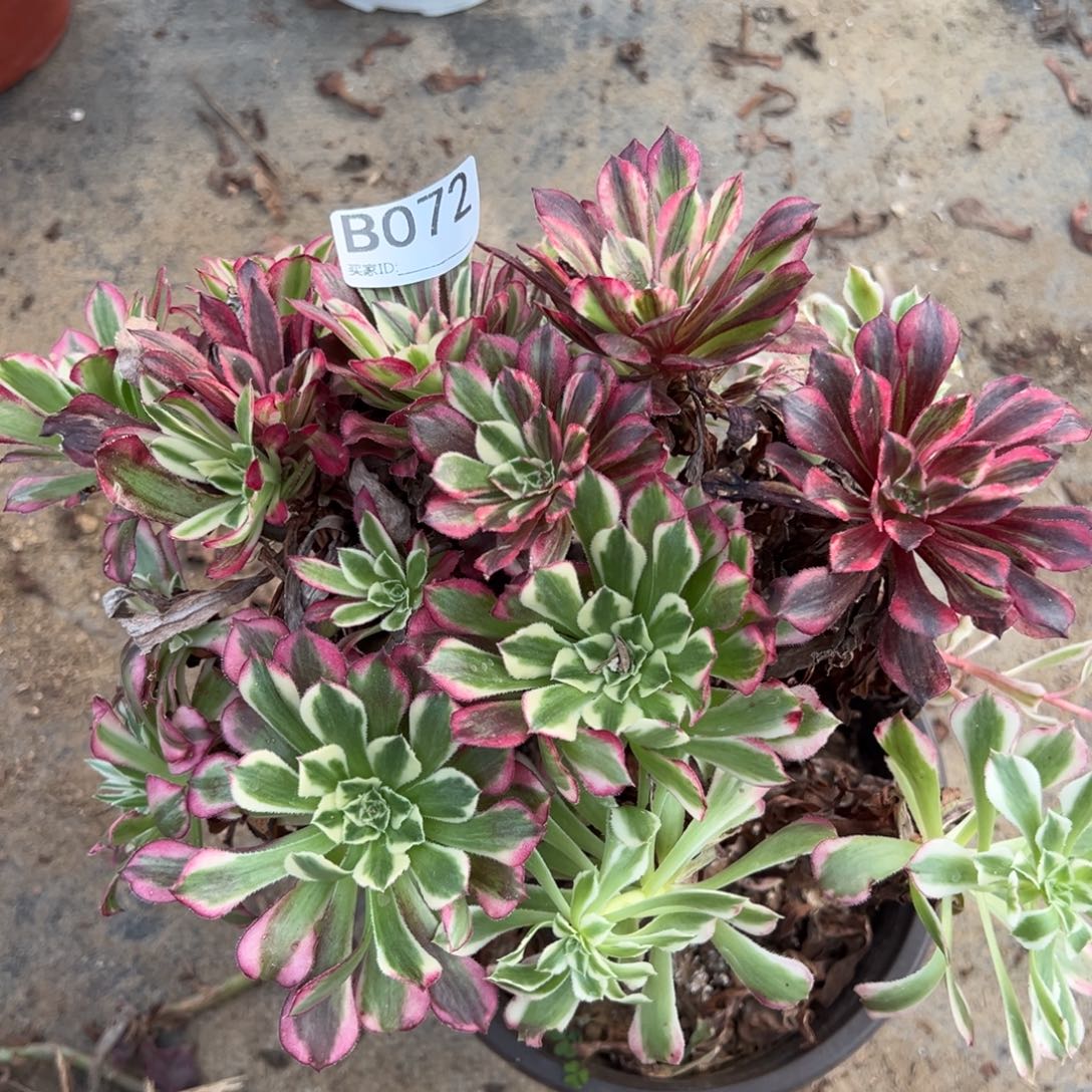 072同花顺多肉植物法师多肉