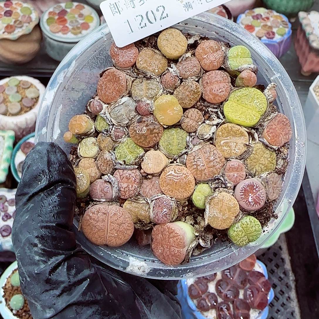 生石花满18包邮1202-27