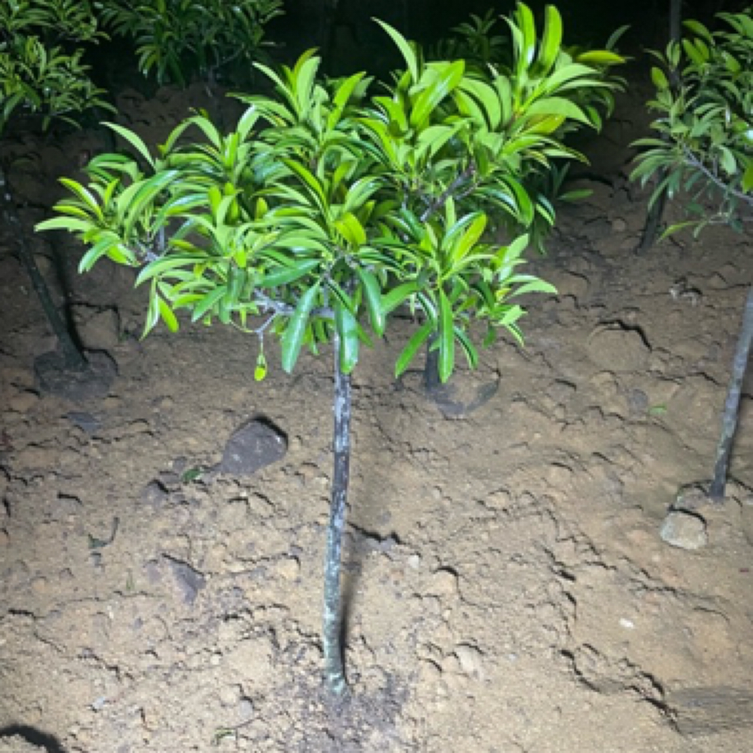 直播间树苗一物一拍