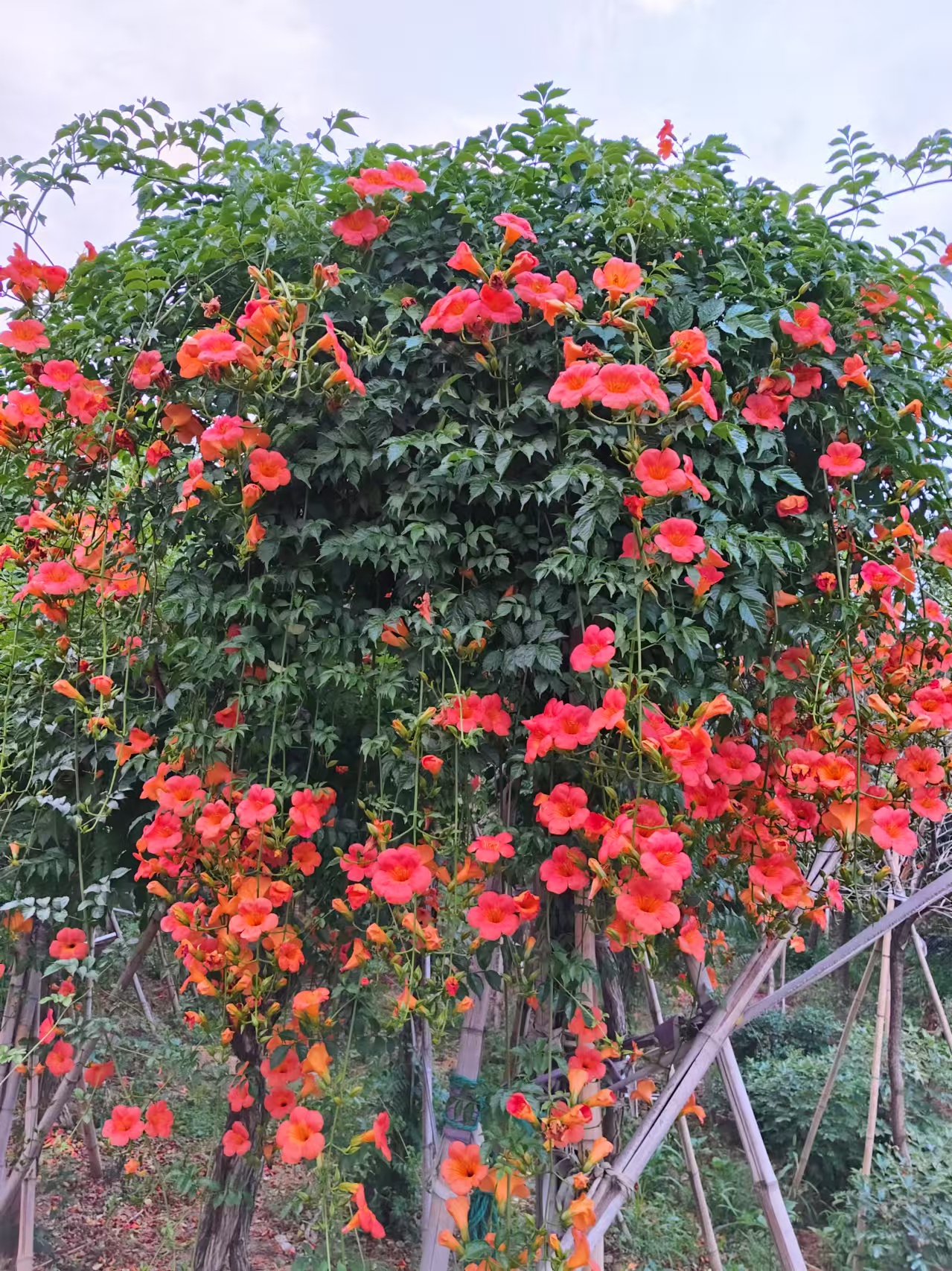 美国凌霄花一物一拍低价出售量大详询