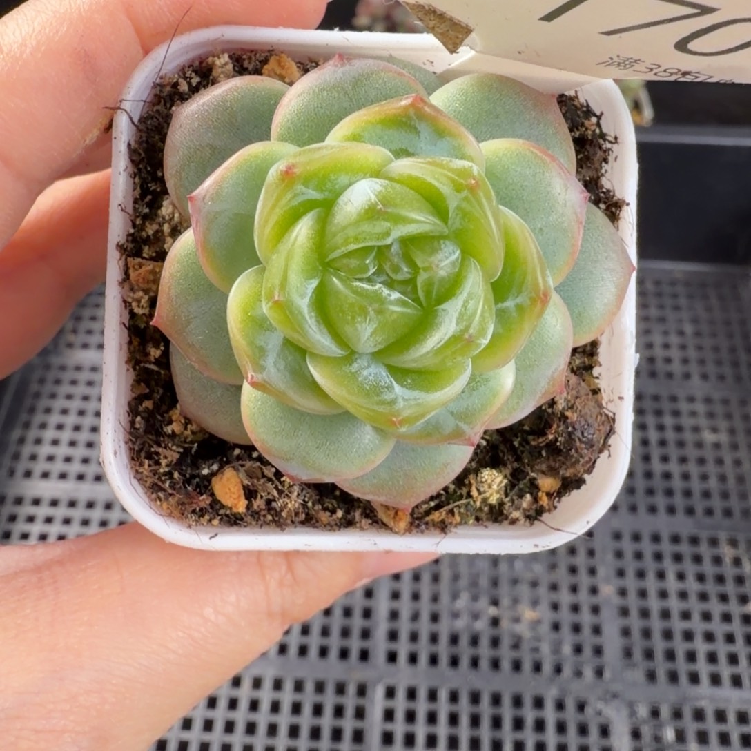 新品种播珍妮一颗170号