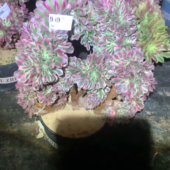 孤***人多肉植物女巫缀989