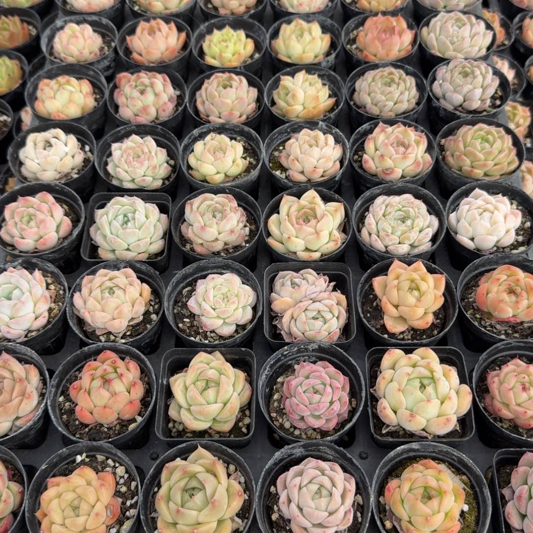 21-13四十八颗带盆土发货