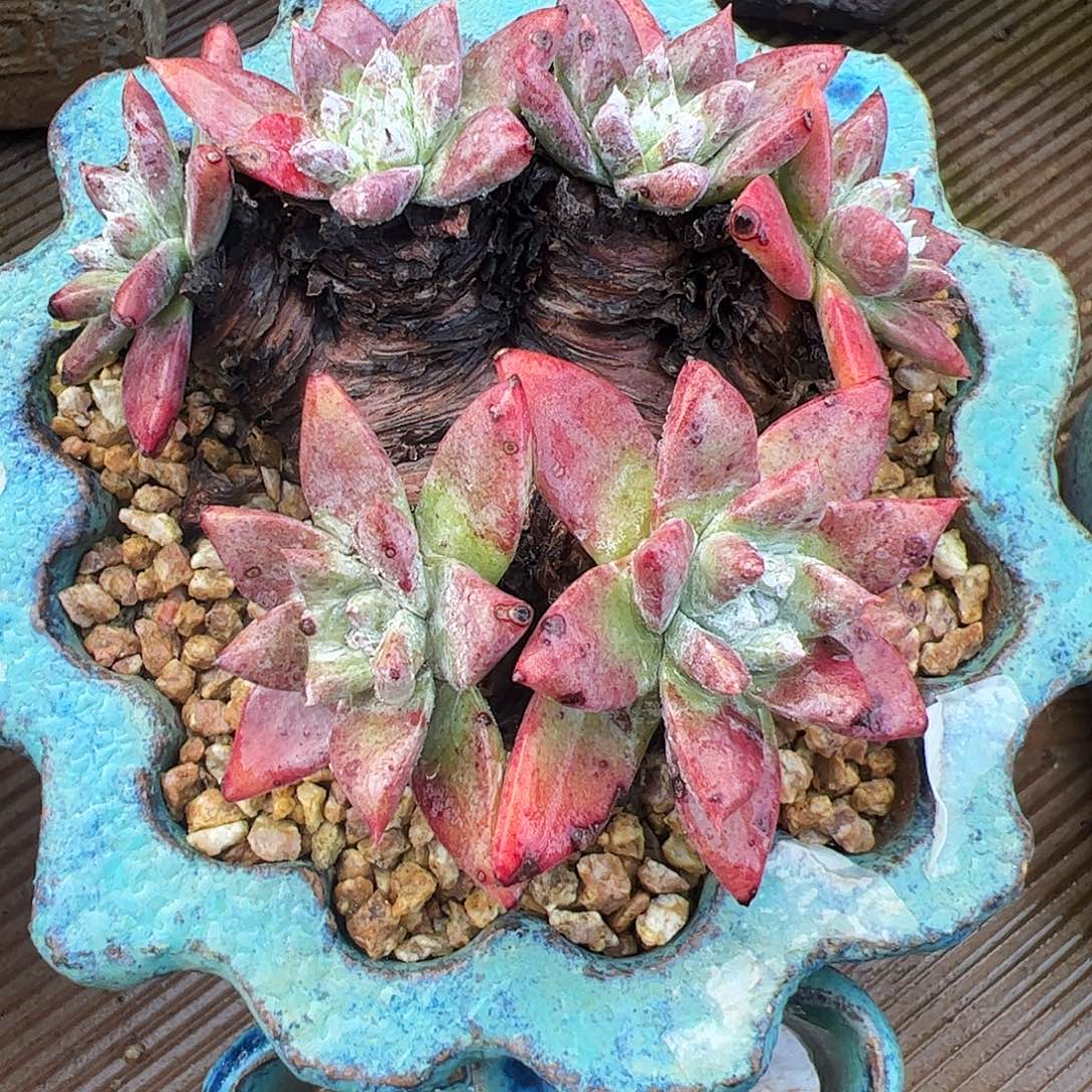 5220流丹海瑟苹果叶