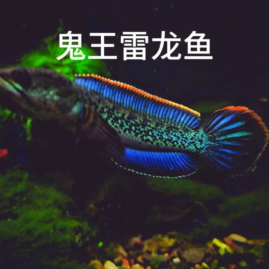 鬼王雷龙巴卡二型观赏活鱼