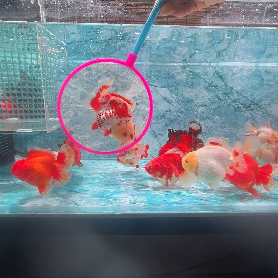 海水鱼短尾将军泰狮