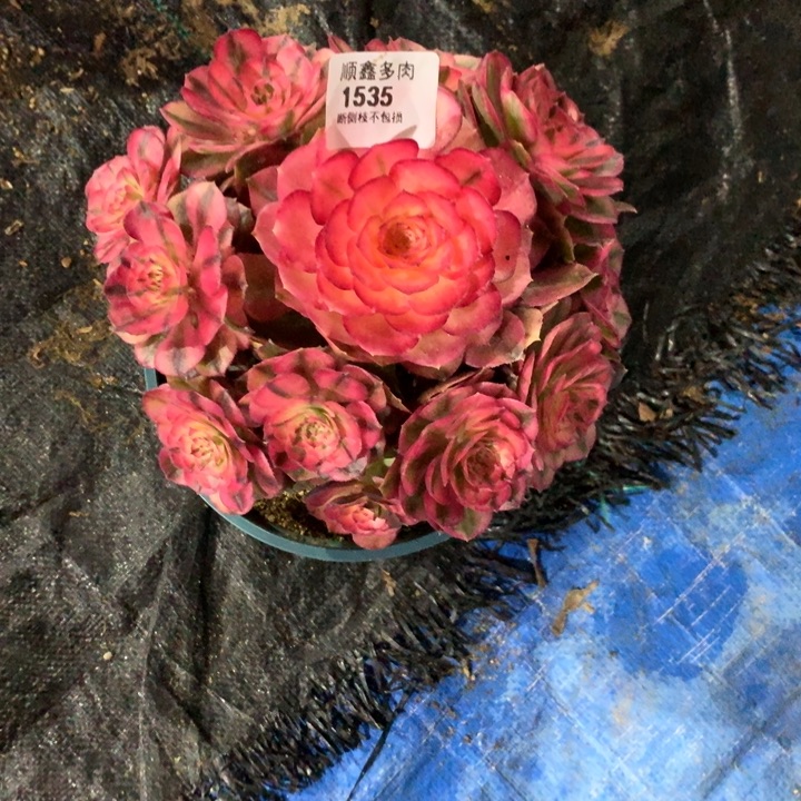 1535荔枝多肉植物