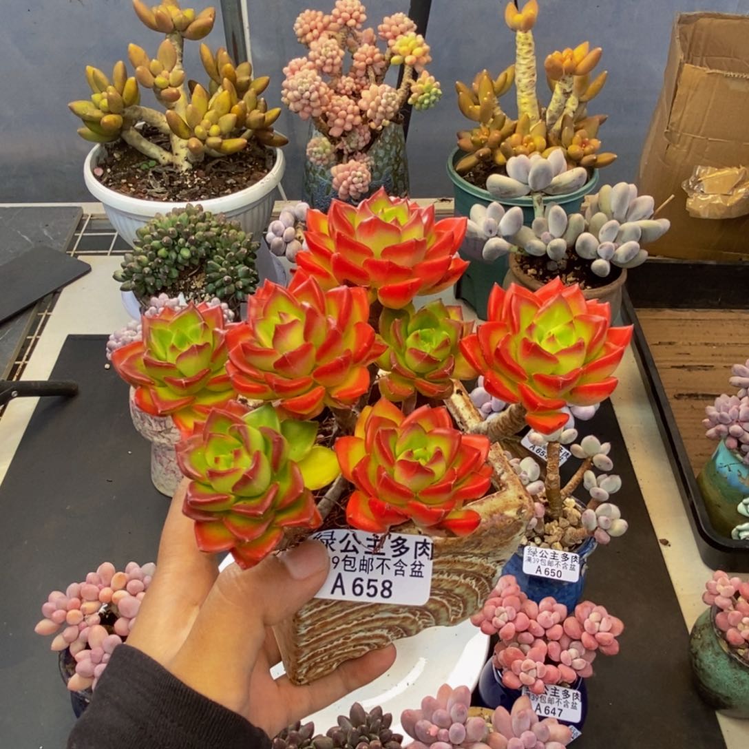 658蒂亚多肉肉9c m