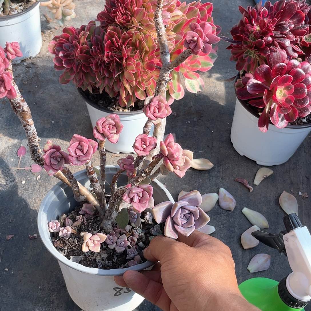溏****?超大鹅肝带盆发货