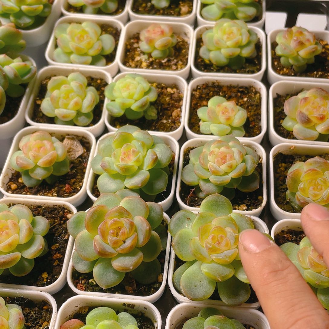 T109甜心状态盆单头一个满25包邮