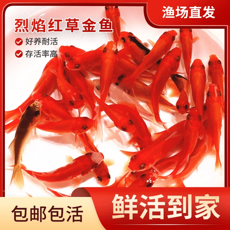 烈焰红金鱼5-7cm观赏鱼活体不分公母好养耐活包邮冷水鱼池鱼缸养