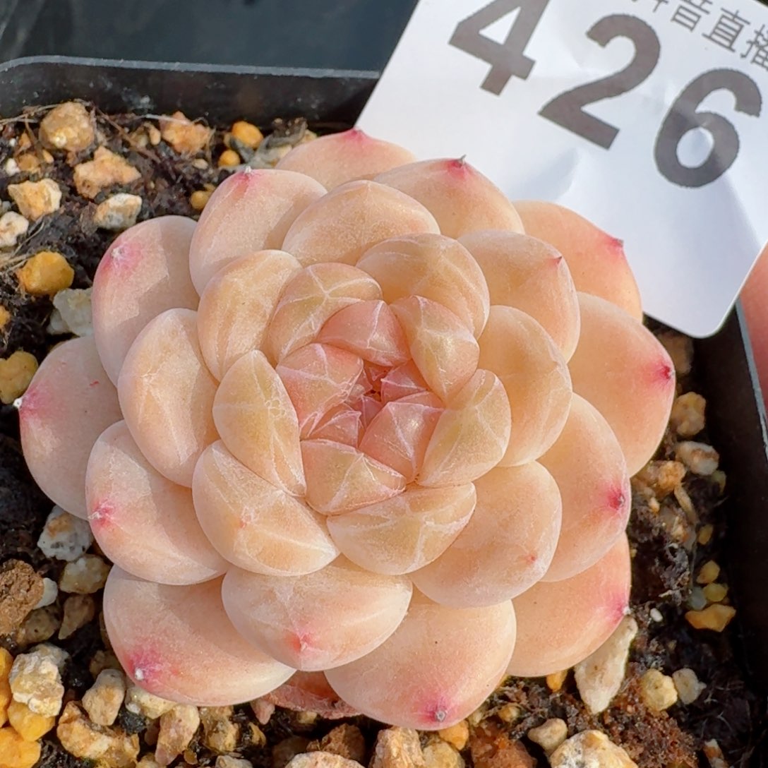 冰魄       多肉植物