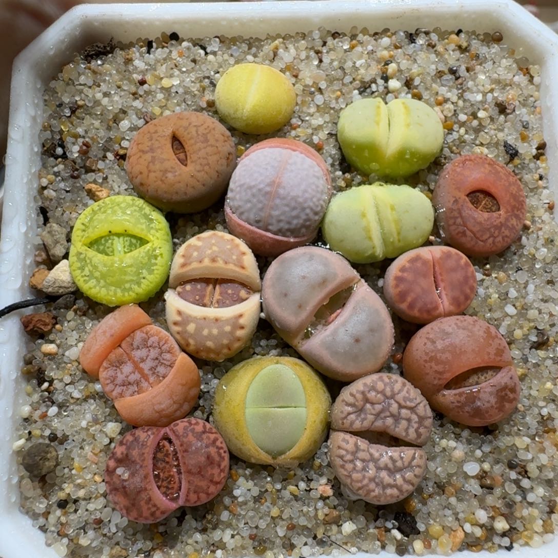 卢**.0125-29生石花彩套