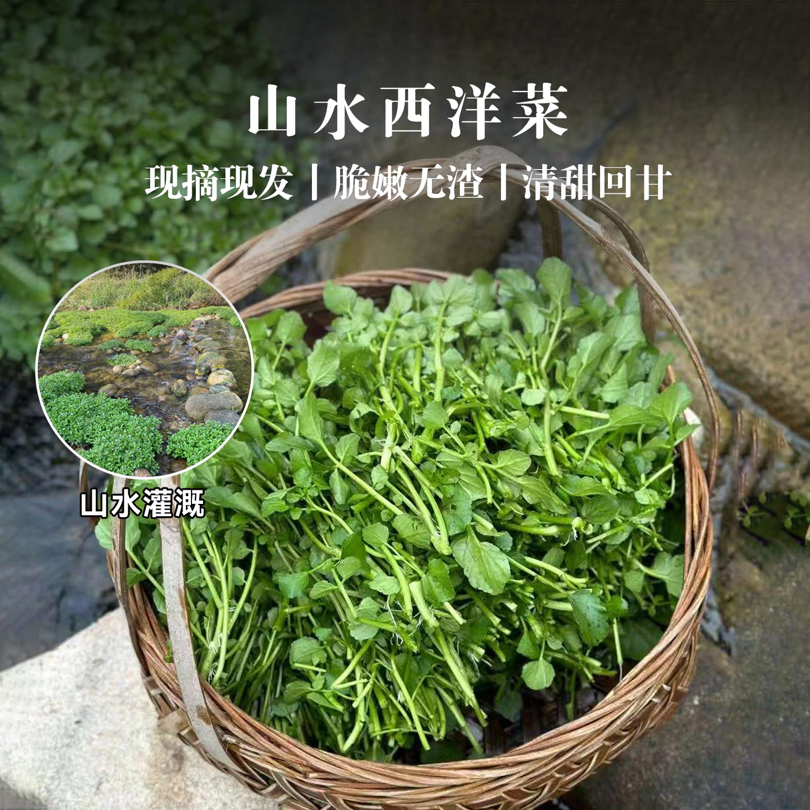 山水西洋菜 山泉水灌溉 脆嫩无渣 现摘现发 (冷藏保存)