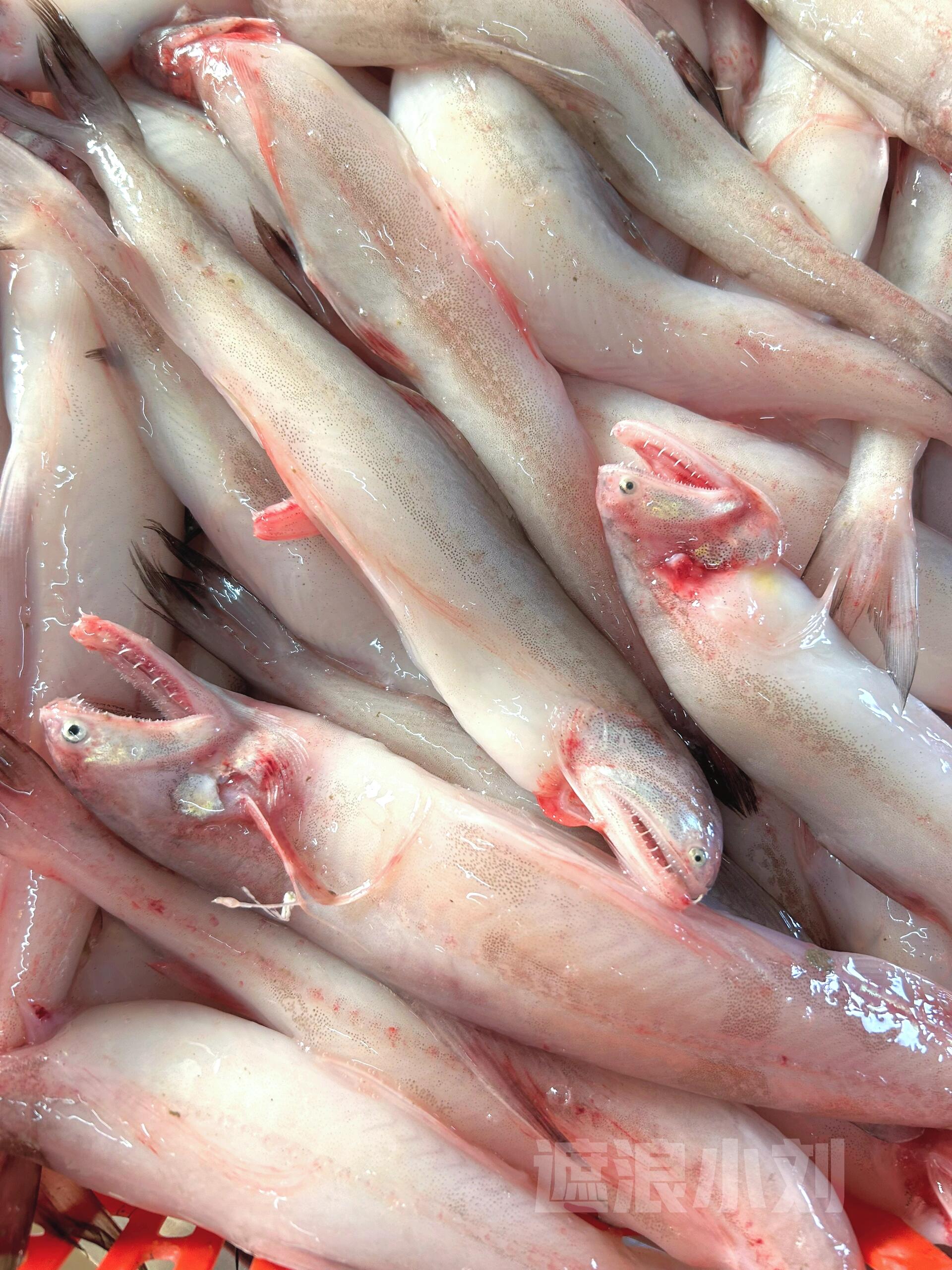 浅海扫莲豆腐鱼惠来神泉本港