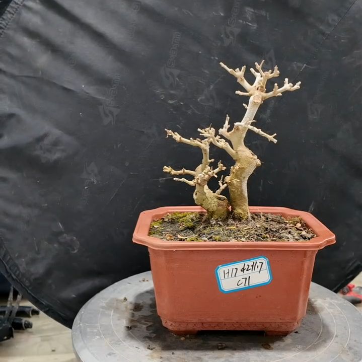 无花朵对节白蜡盆景