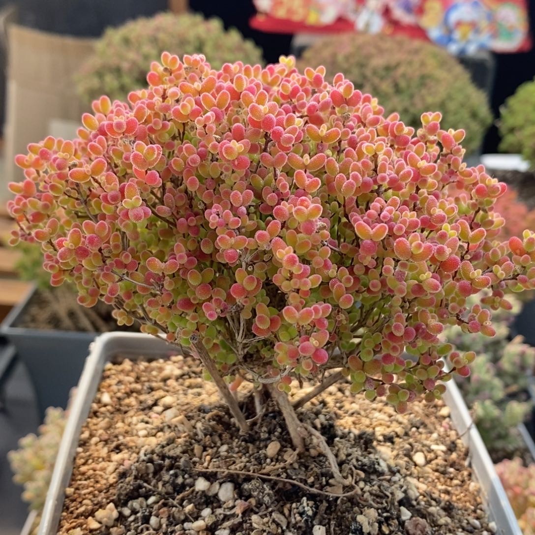 蜜橘糖球7119枝干番杏