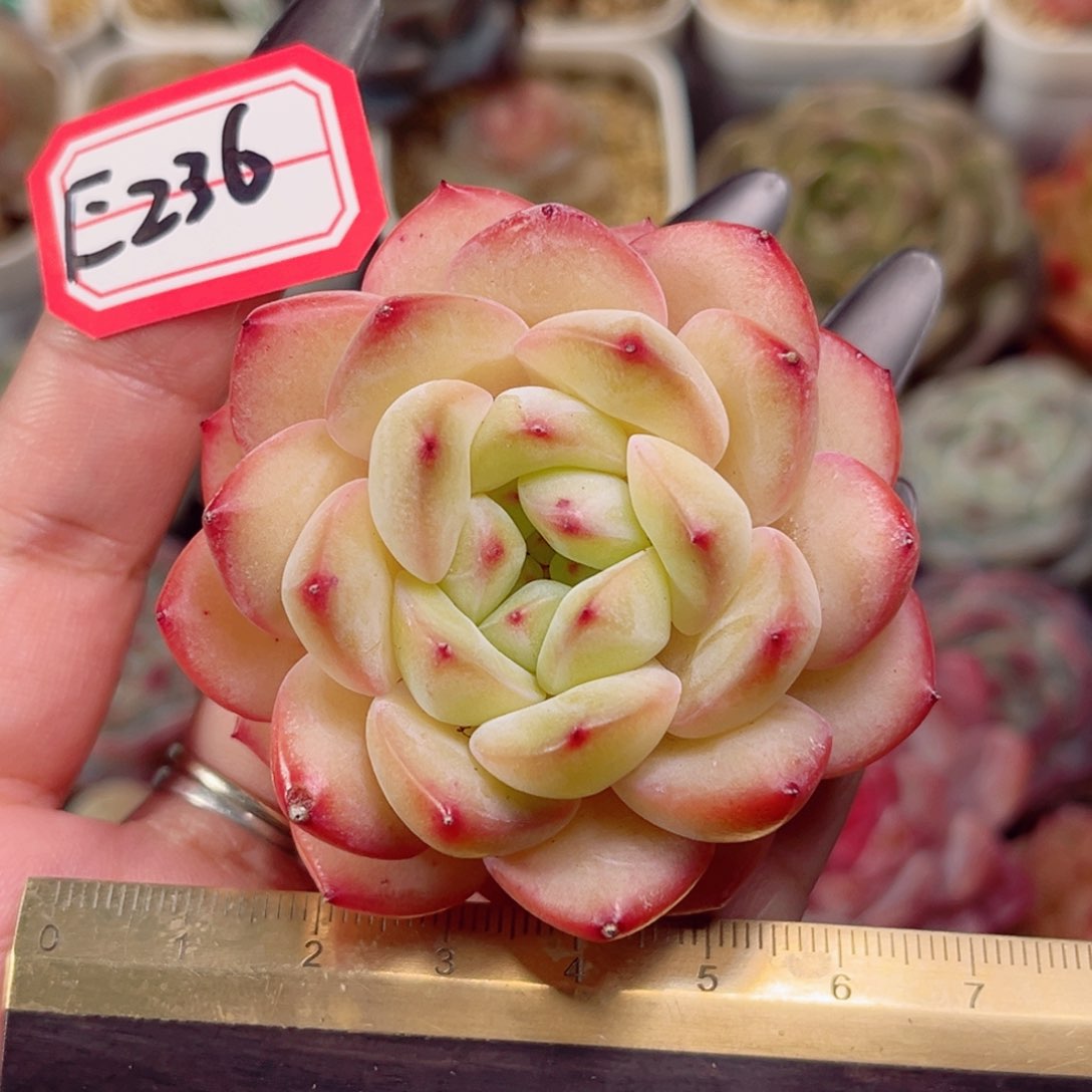 E236一物一拍 莲花楼