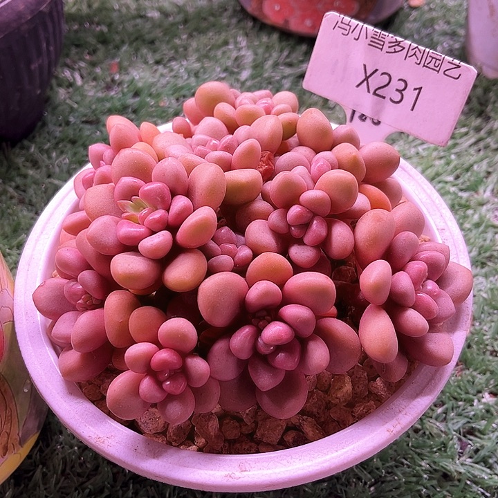 我是第一百个为妖姬应援哒