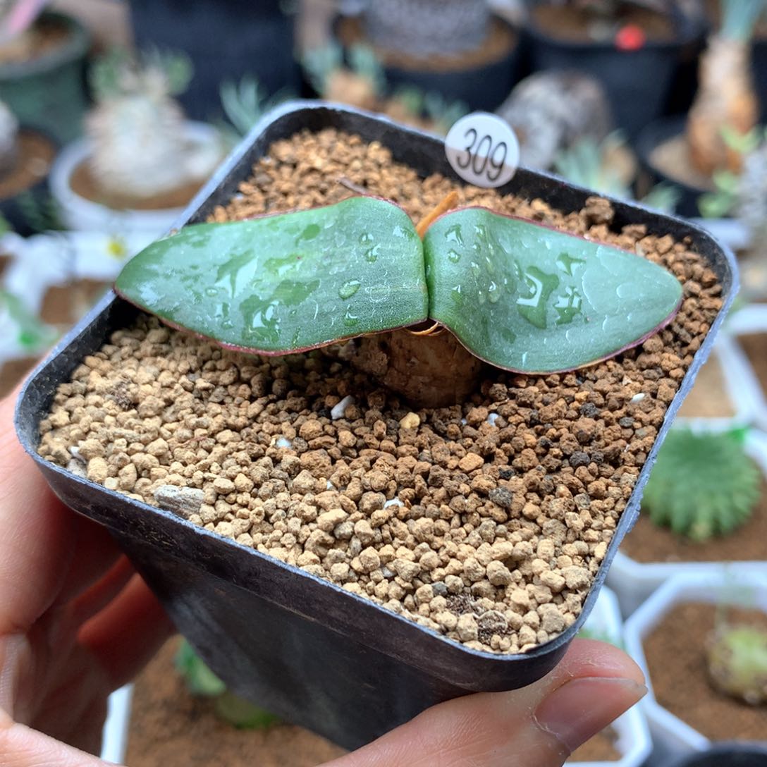 蕾丝灯台百合多肉带盆