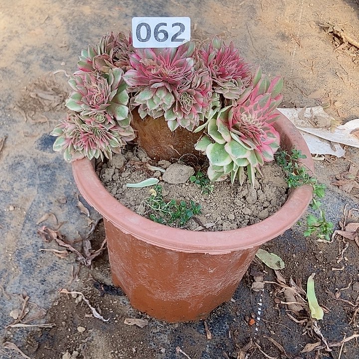 062倾城小板子法师缀