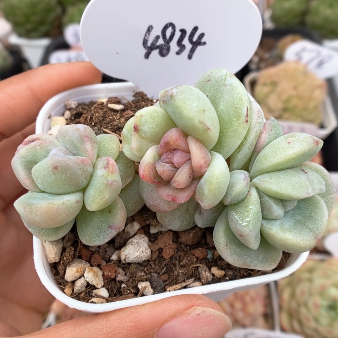 冰玉石化群生可拍4834号。