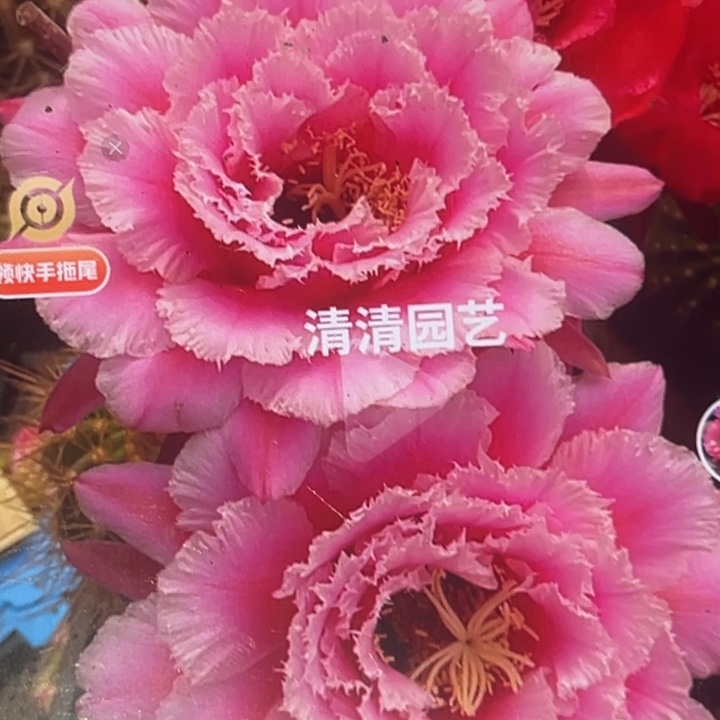 清清卓玛根瑕疵黑点