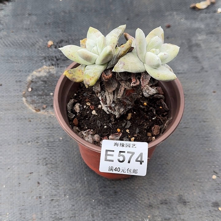 拇指仙女杯一物一拍