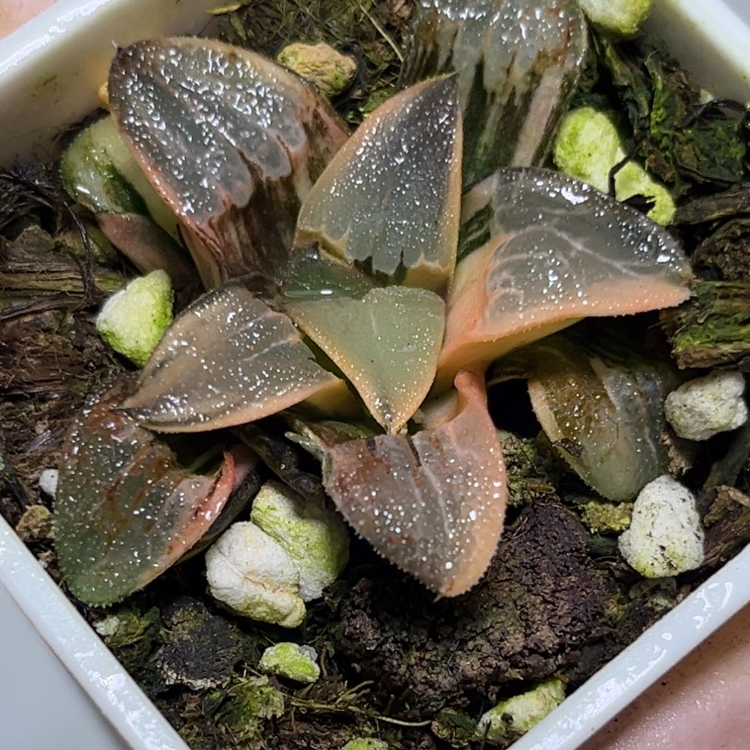 十二卷多肉植物1785克锦