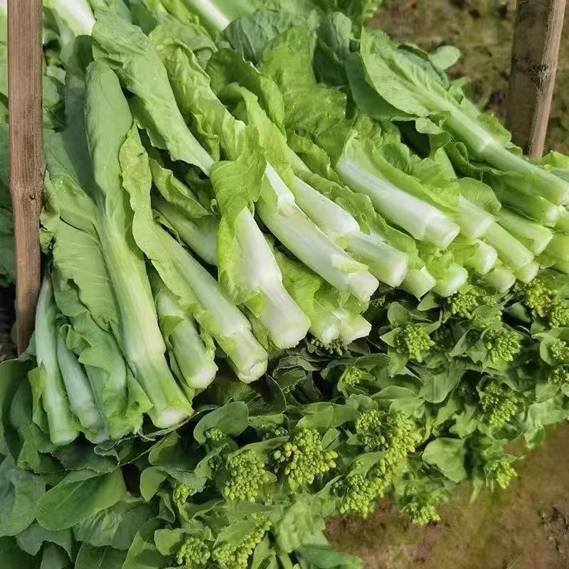 遵义露天种植白菜苔4斤包邮