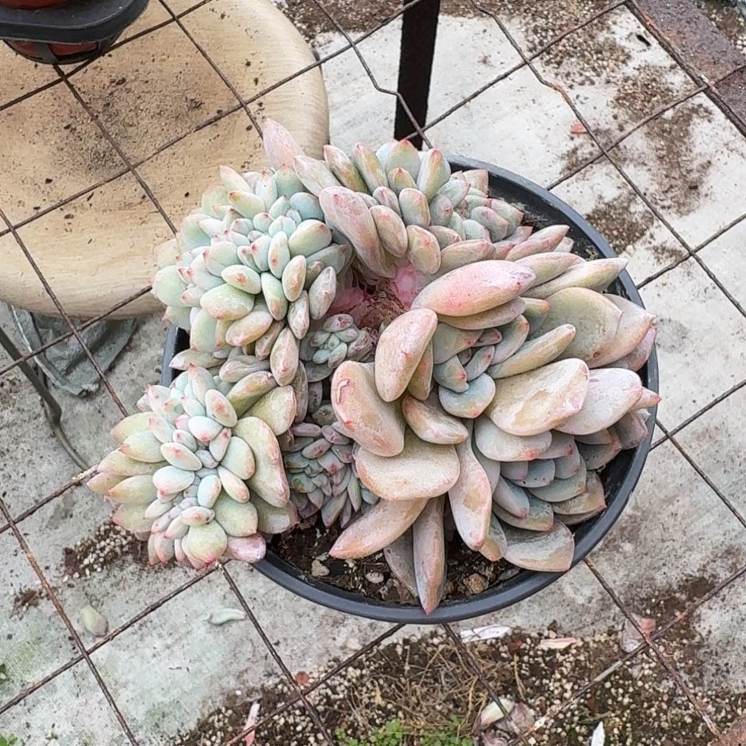 星影缀化脱土发货