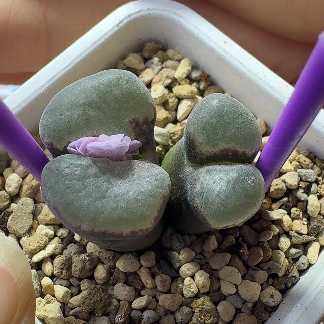 34号双头风铃一物一拍