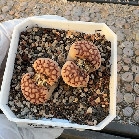 ”3694，EF109R母本红纹带盆