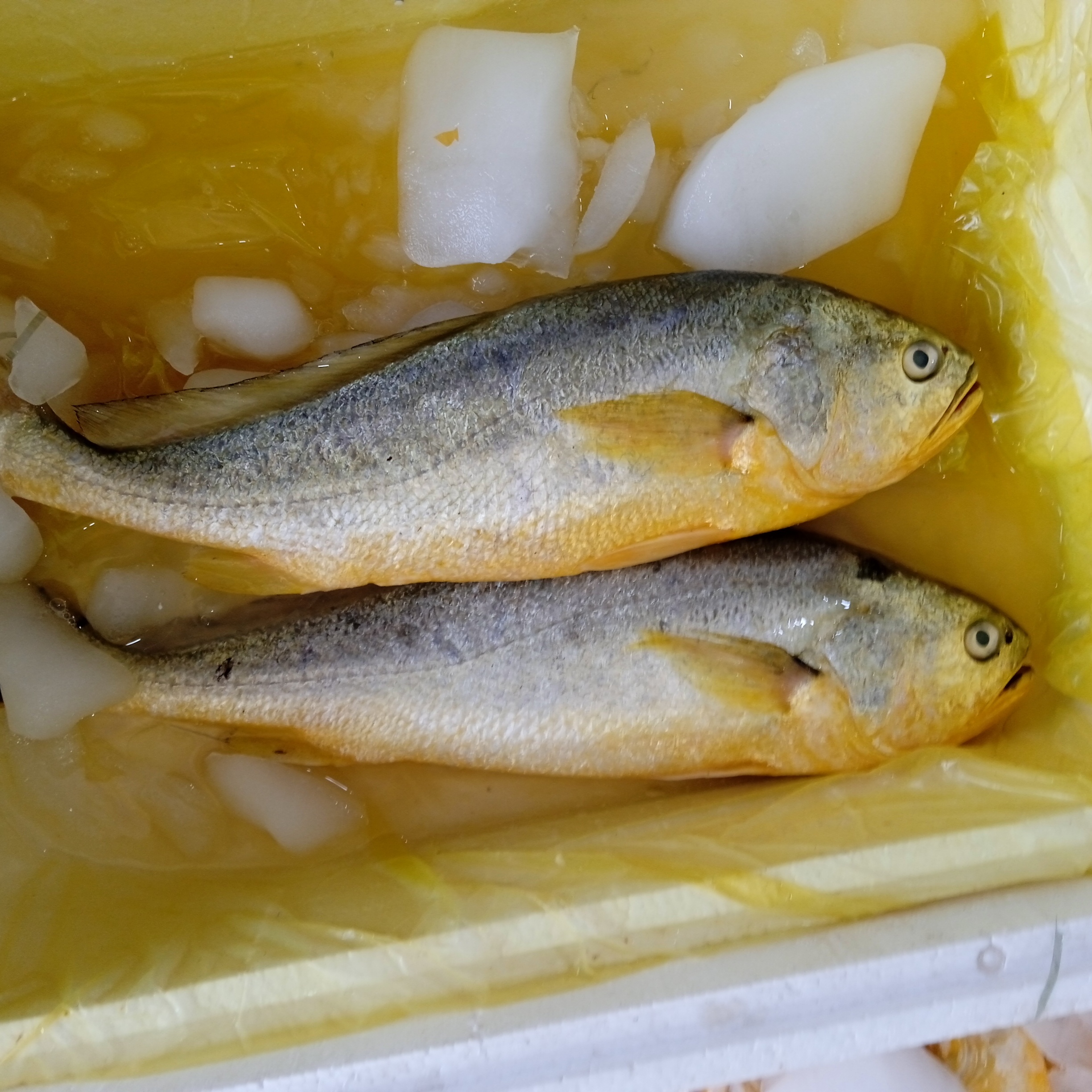 无品牌冰鲜黄花鱼