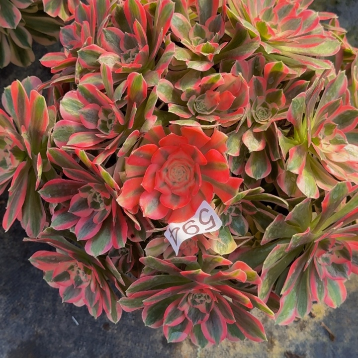 000000000000594女巫