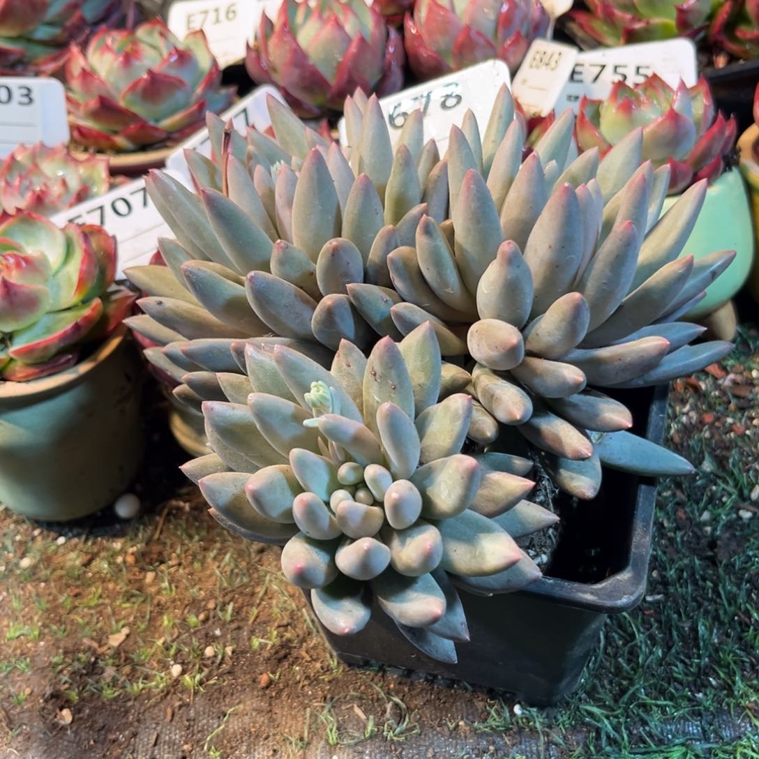 阿*红蜻蜓多肉植物678