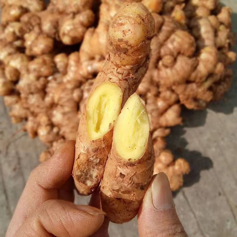 四川生姜老姜嫩姜新鲜香辣农家自种香辣味十足