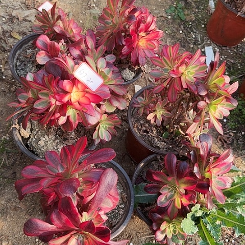 多肉植物凤冠627号